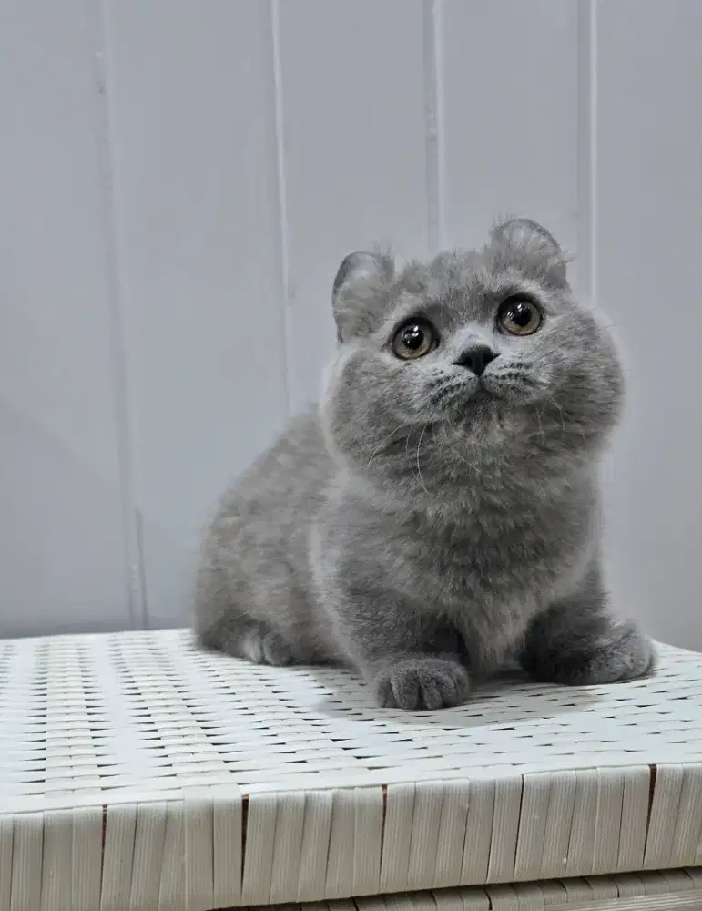 Munchkin Kinkalow Blue Betina