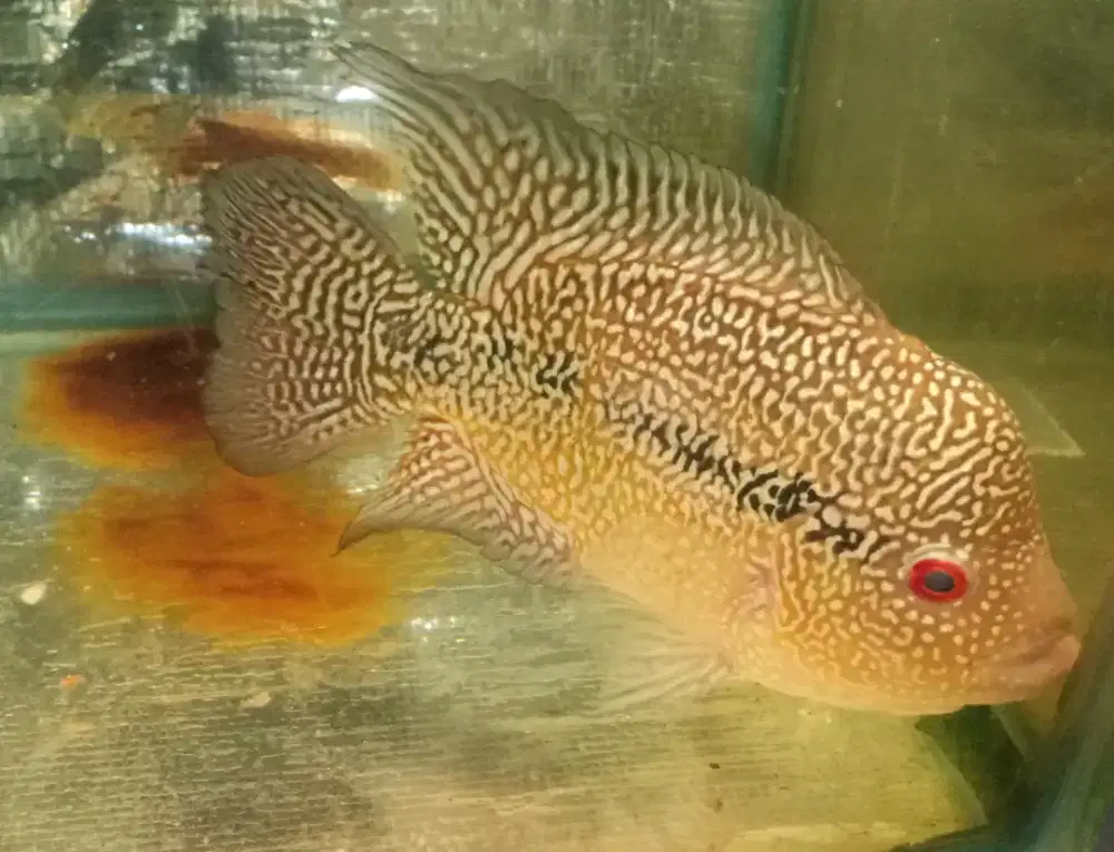 Louhan cencu jantan ukuran 5 jari