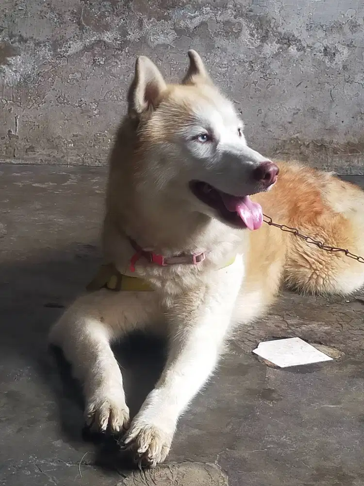 Husky betina belum pernah kawin
