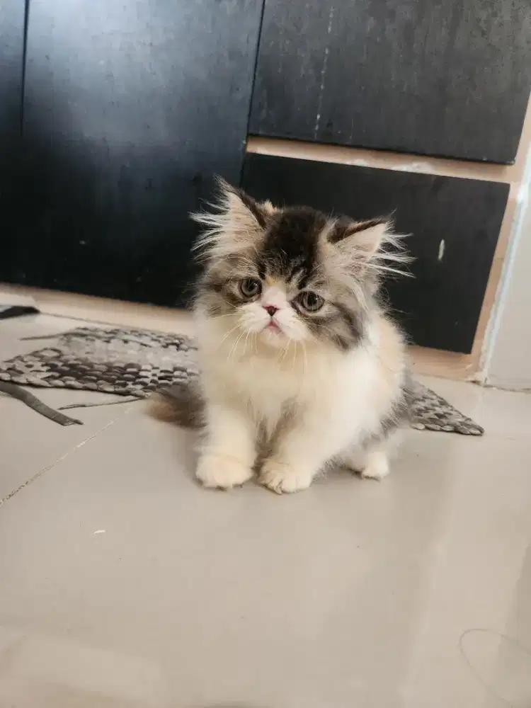 LA kitten Persia flatnose longhair