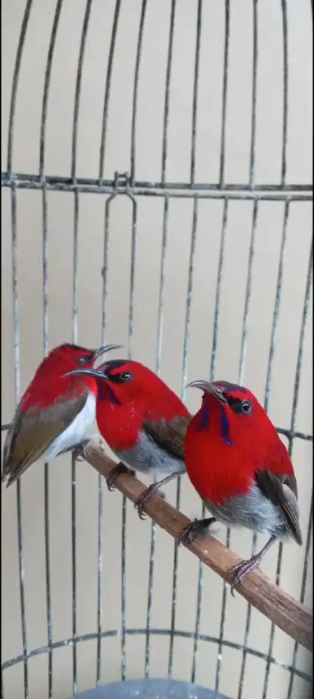 Burung kolibri merah