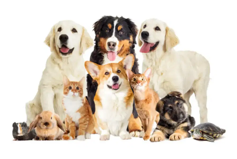 GROOMING PANGGILAN ANJING&KUCING_TANJUNG DUREN