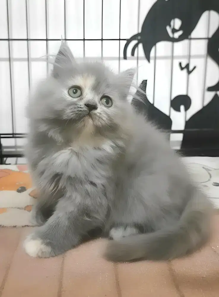 Kucing persia flatnose betina