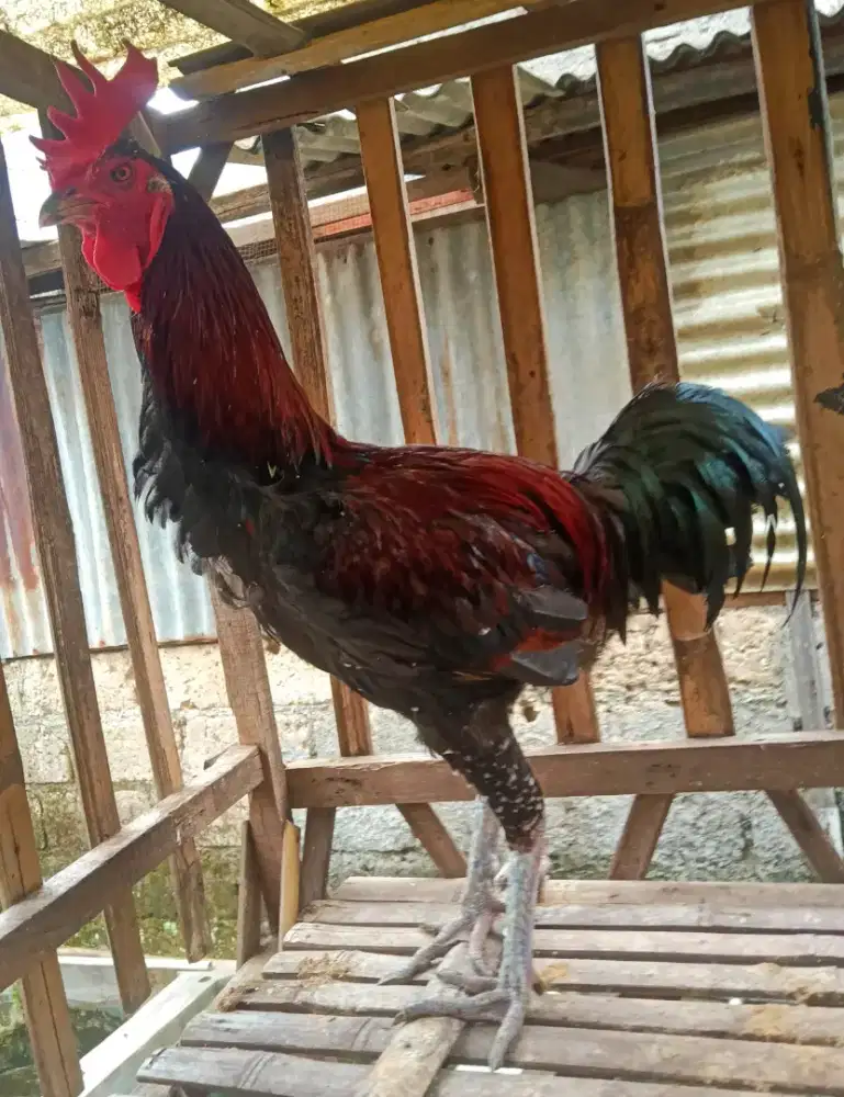 AYAM PELUNG JANTAN
