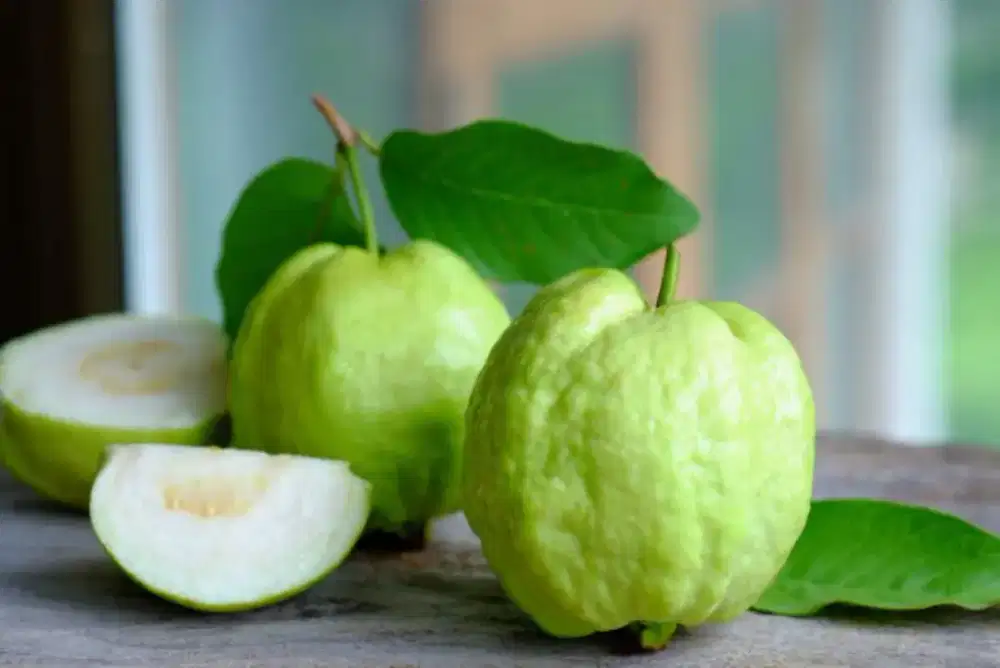 Jambu kristal mba nuril