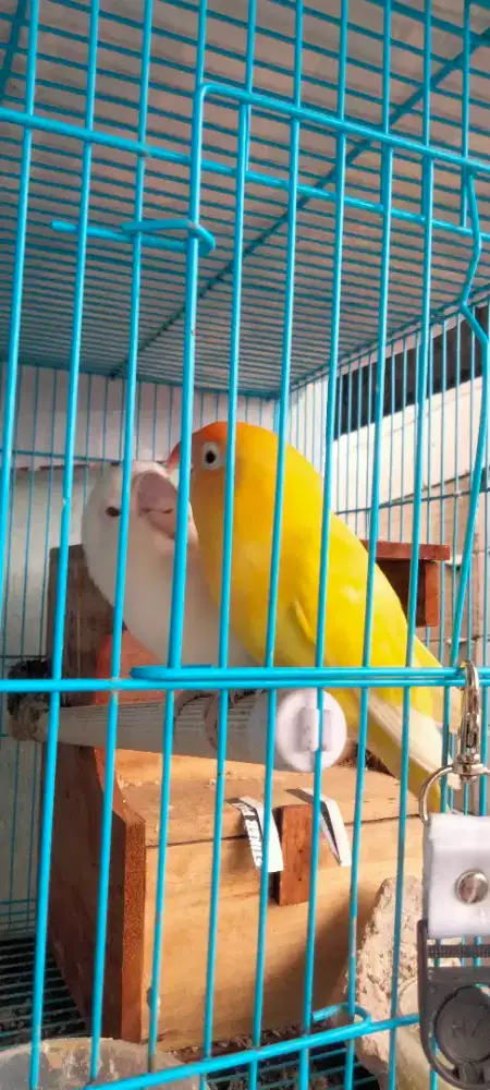 Lovebird pasangan