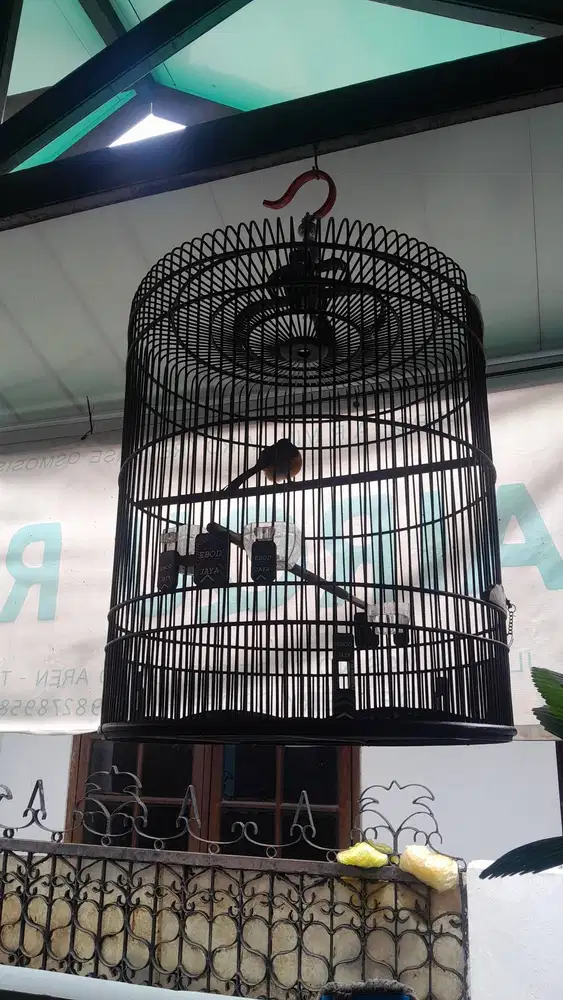 Murai medan prestasi di pastol.sekarang baru dewasa.