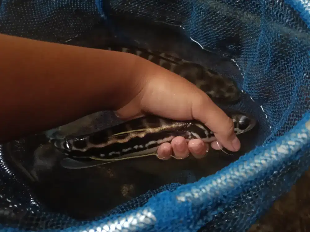 jual ikan toman 2 ekor