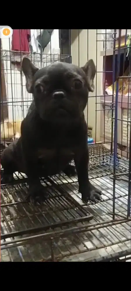 French bulldog frenchies