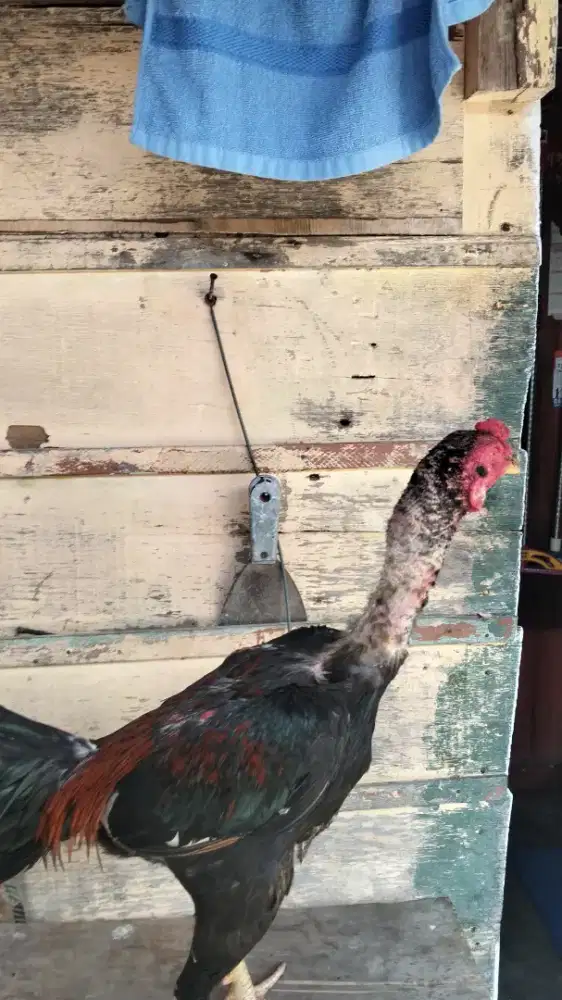 pamagon umur 5 bulan