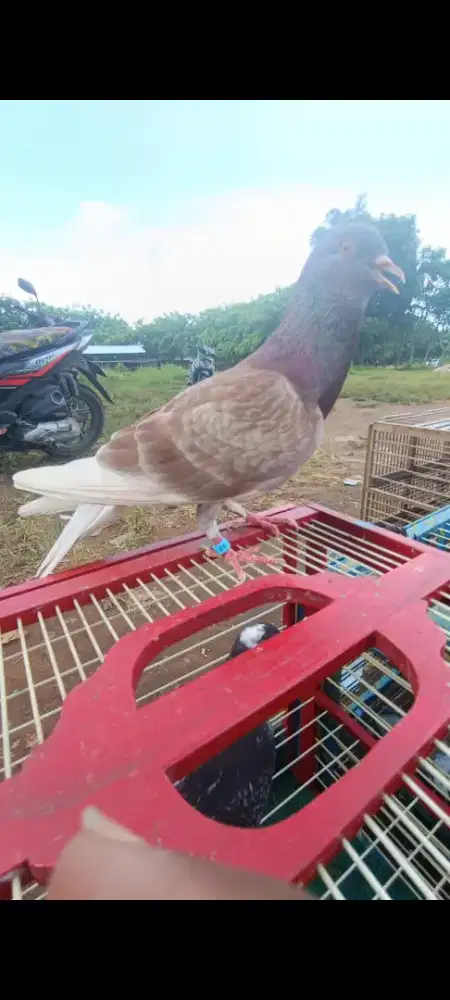 Merpati kolongan bebas