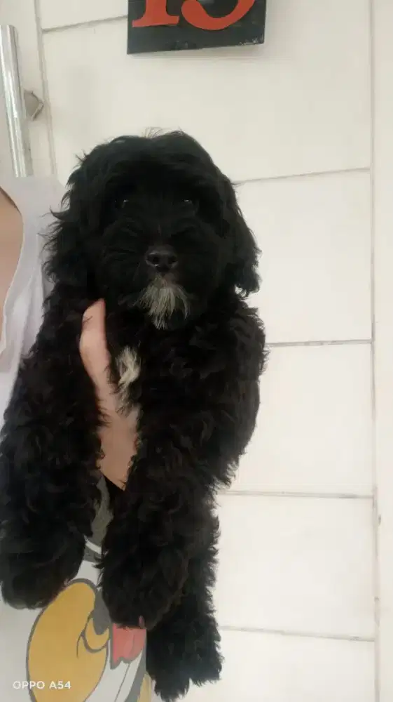 Anakan Poodle 2bulan++