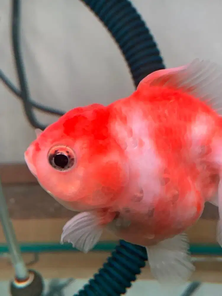 goldfish oranda sakura