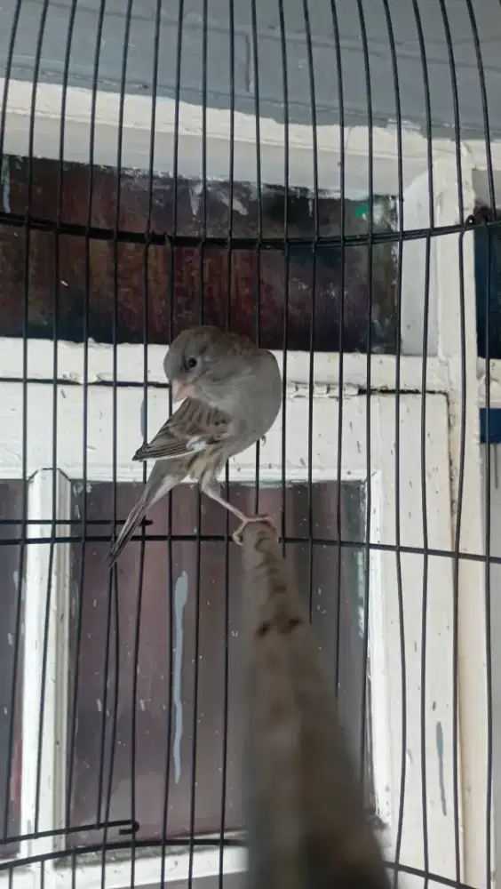 kenari starblue jantan