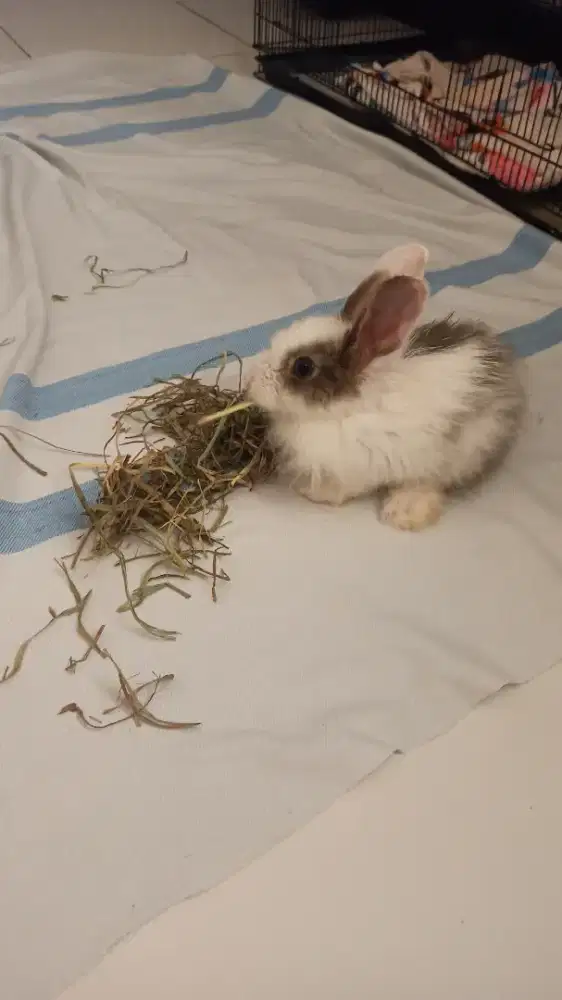 Butuh Adopter Kelinci