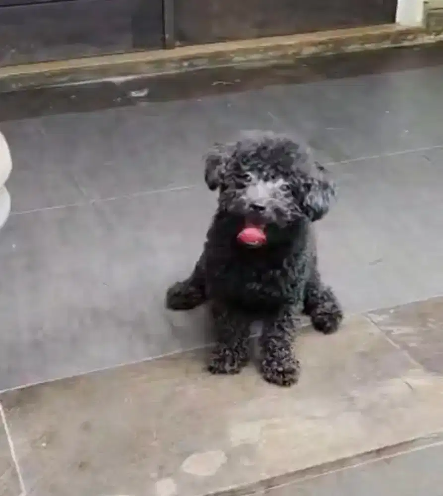 Toy poodle jantan phantom,light, dark grey