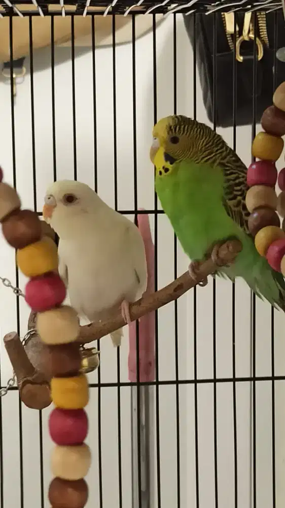 Burung Parkit Sepasang Dicari Adopter