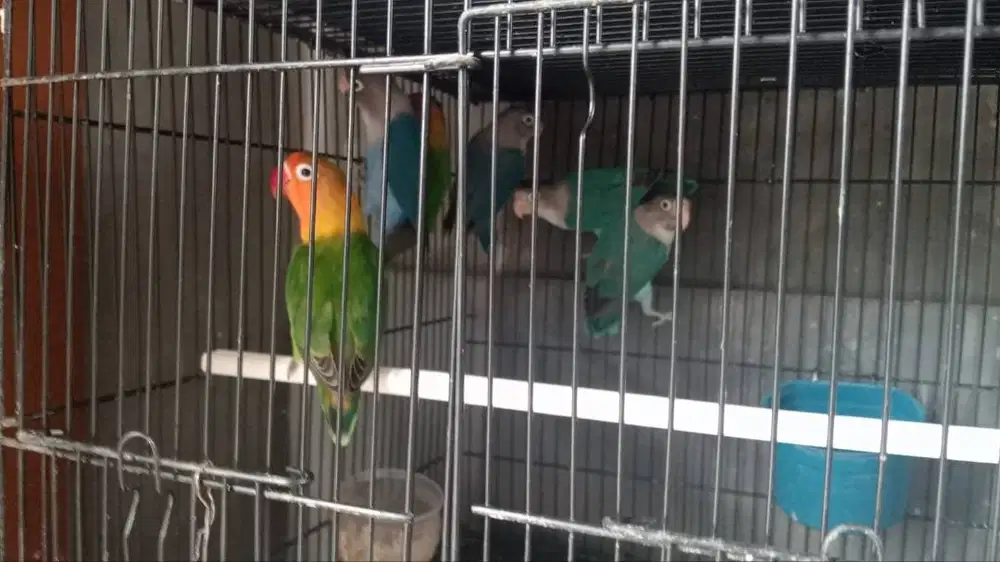 Lovebird 6 Ekor di Rat atau Satuan