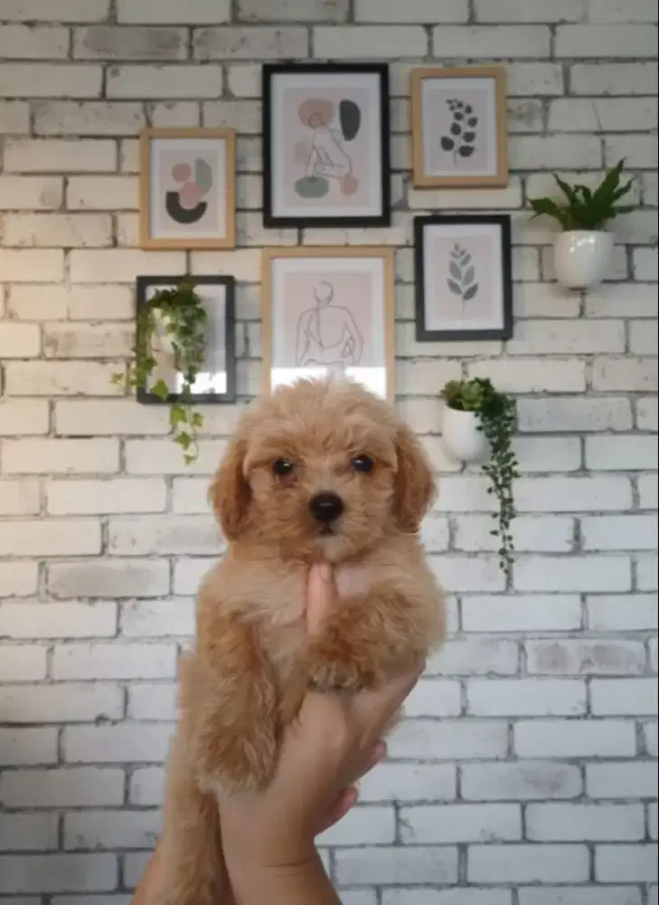 Toy poodle betina kaki pendek