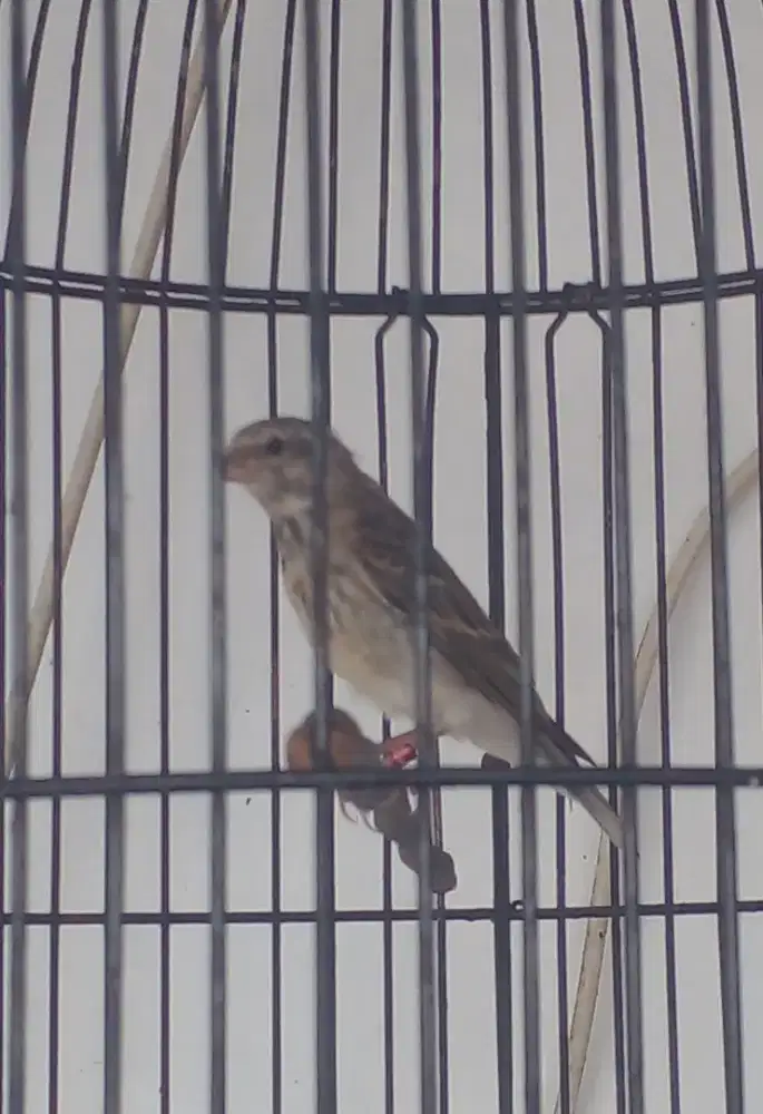 Paud BT Sombos jantan