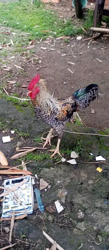 Ayam Jago Birma Jali