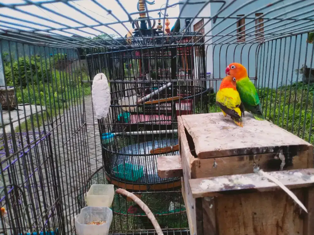 dijual burung Lovebird