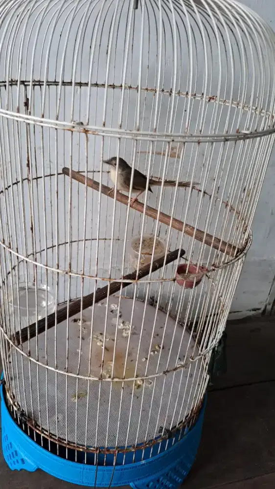 Cigun harian Gacor burja