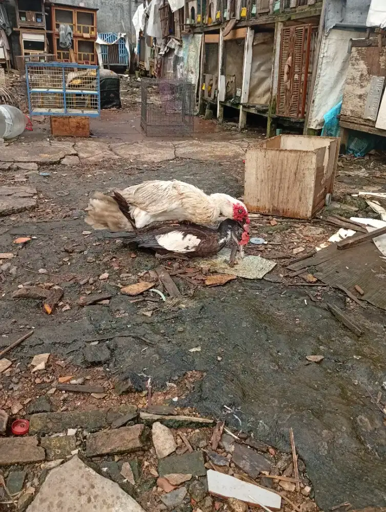 Entok ngos dan betina