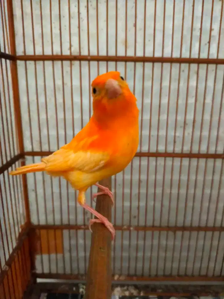 Burung kenari merlok paud/anak jantan