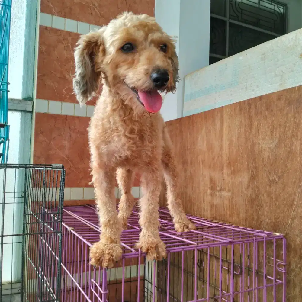 Jual poodle betina