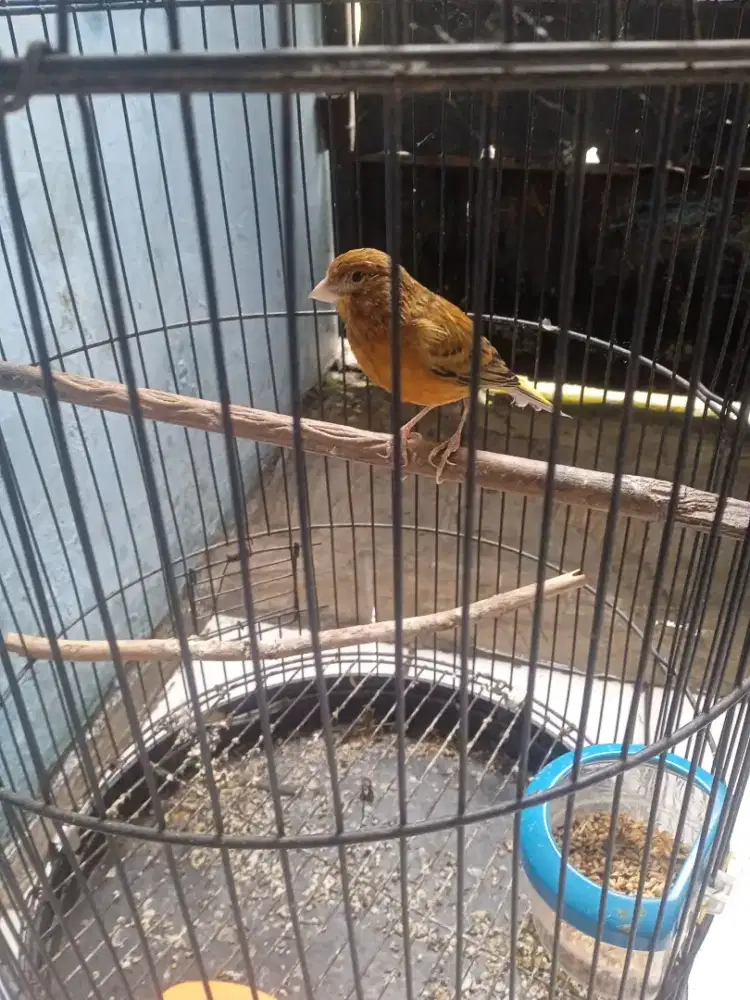 Burung kenari berikut sangkar