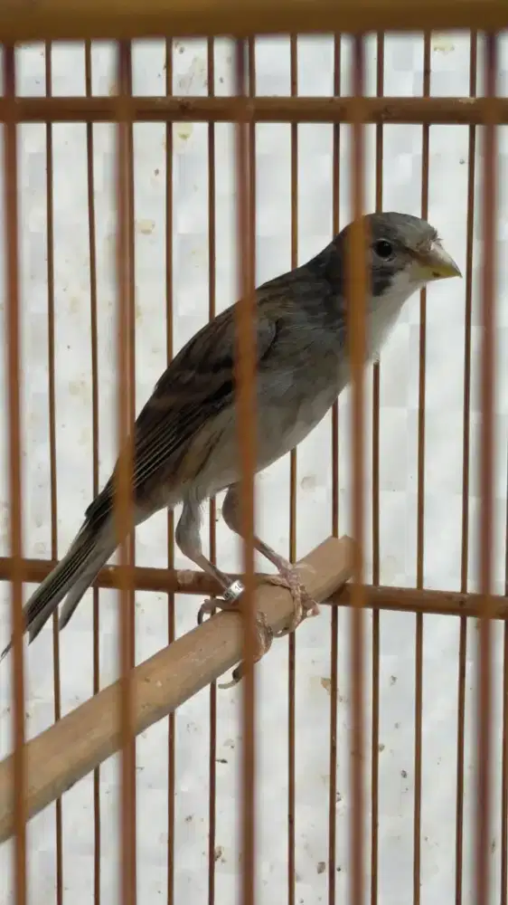 Burung kenari F1gb betina siapan