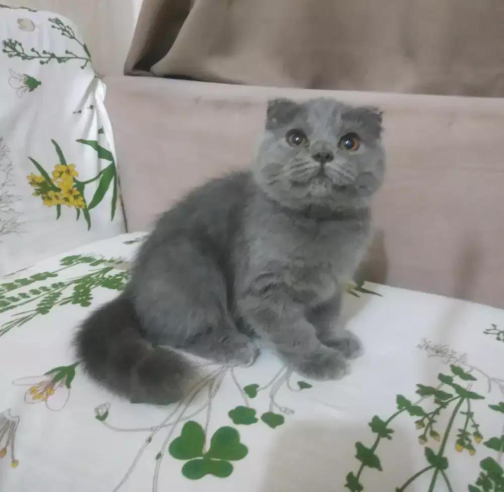 Kucing scottish fold/british shorthair female jakarta
