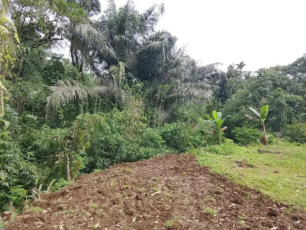 Di jual Tanah BU Loss Jungle view Payangan ubud