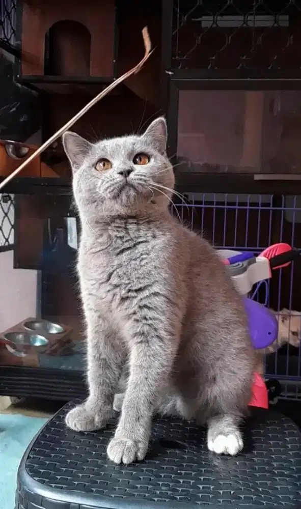 Kucing kitten british shorthair betina