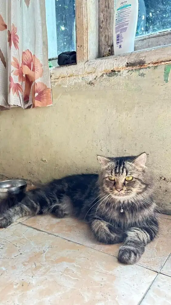 Persia Mix MaineCoon Jantan