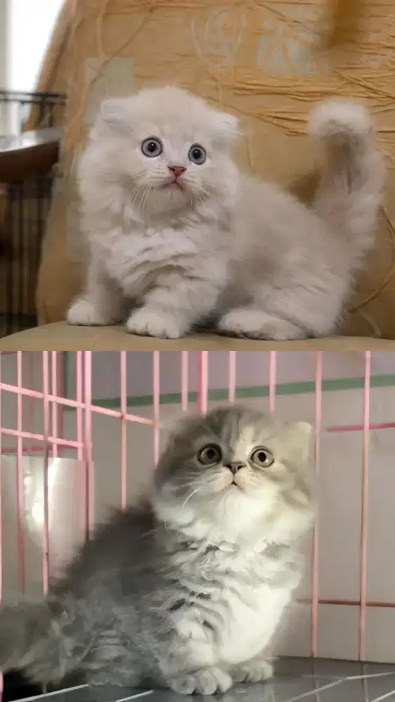 Munchkin Gaelic fold