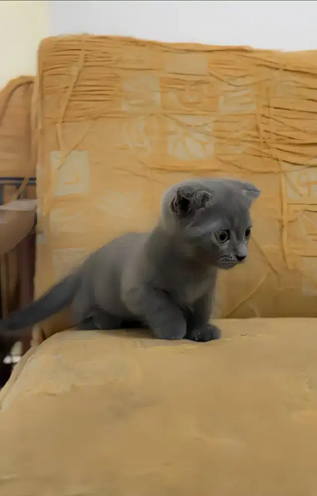 Munchkin Gaelic Fold