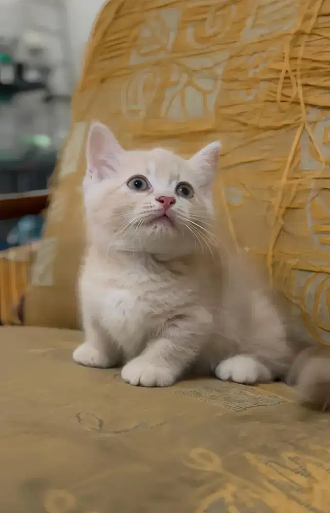 Munchkin Gaelic straight