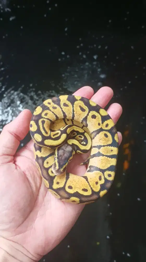 BP Pastel Betina Baby