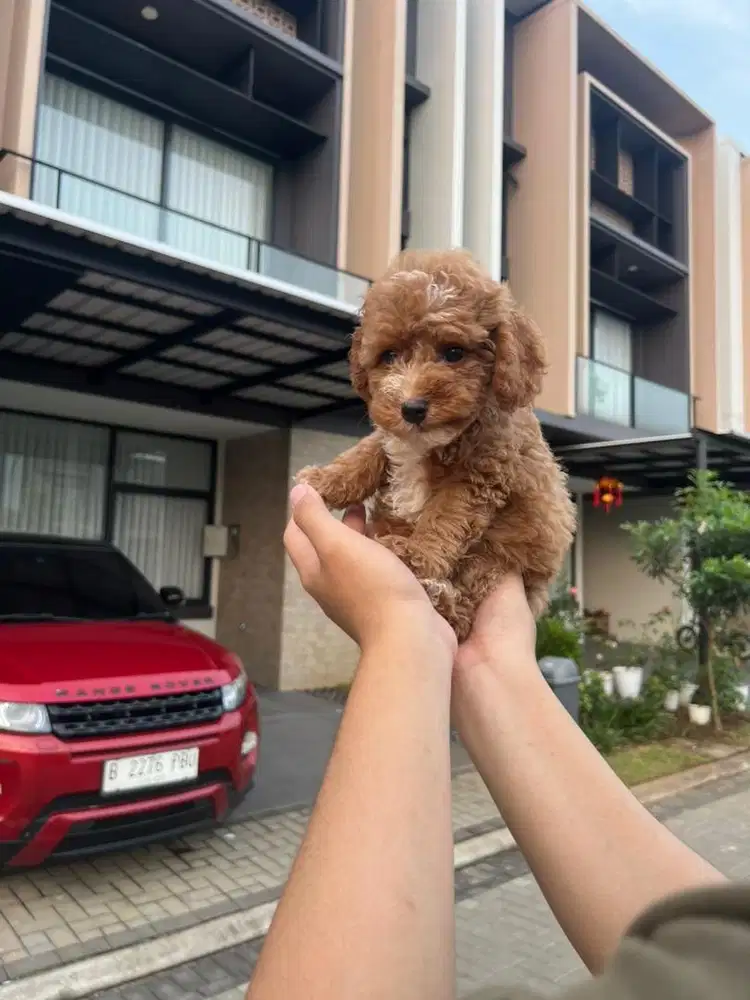 Toy Poodle Stambum Microchip Vaksin