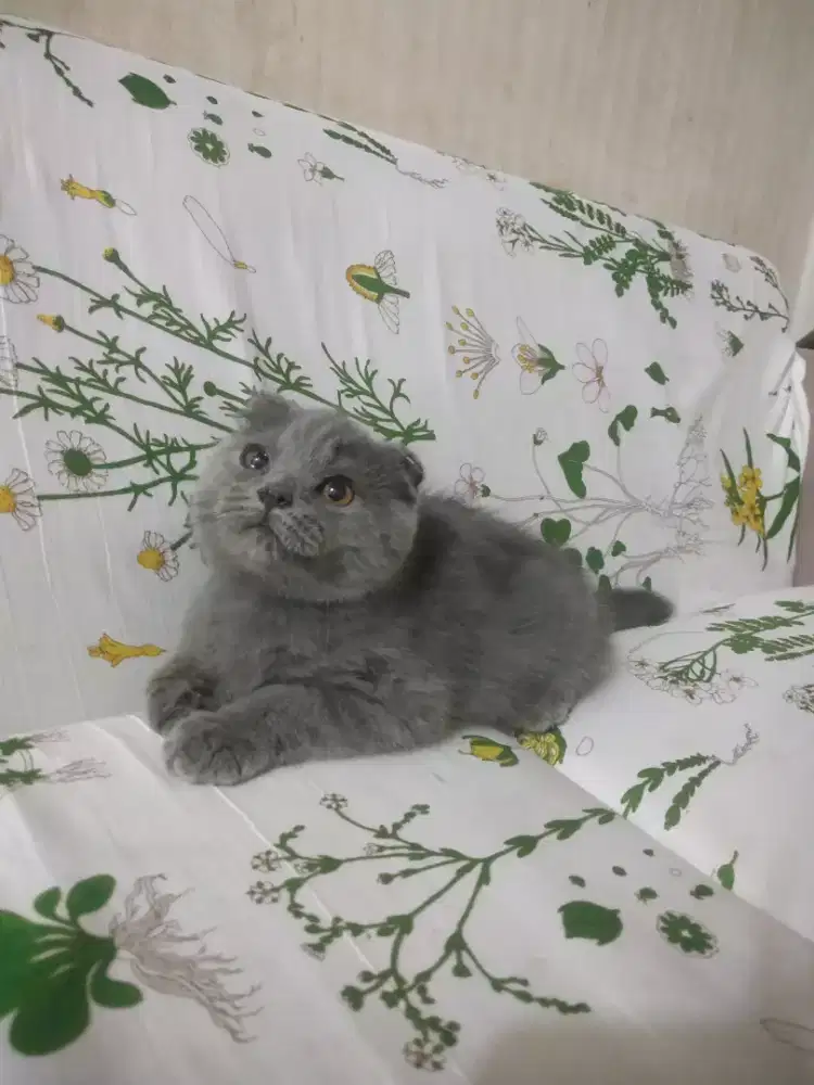 Kucing scottish fold kitten jakarta