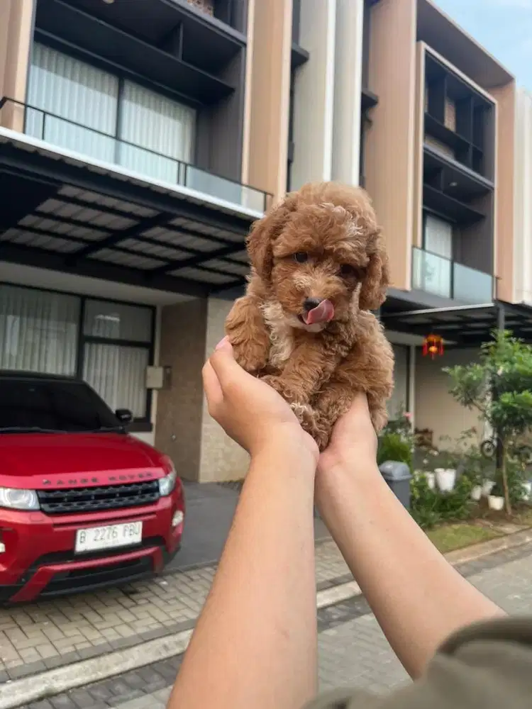 Toy Poodle Stambum Microchip Female and Male