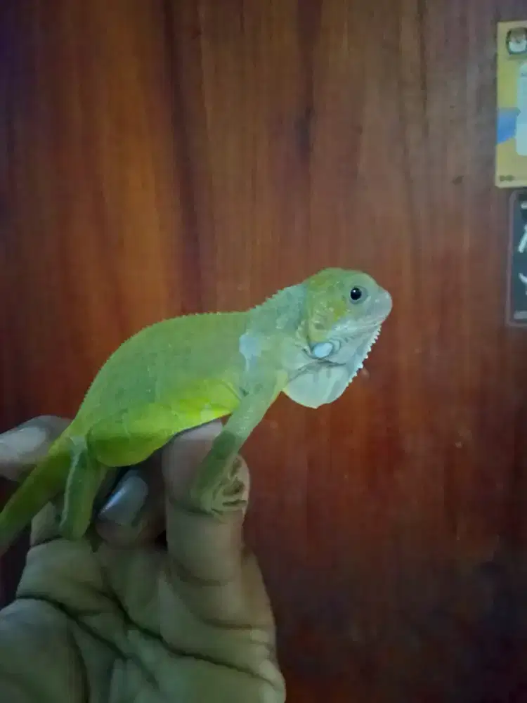 Iguana baby up green hypo mental preman