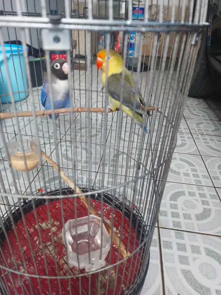 Burung lovebird pb&biru mangsi
