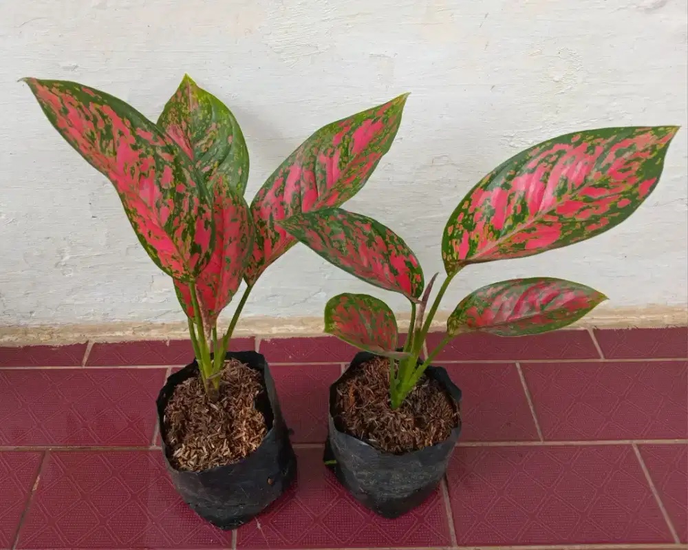 Tanaman Hias Aglonema Venus