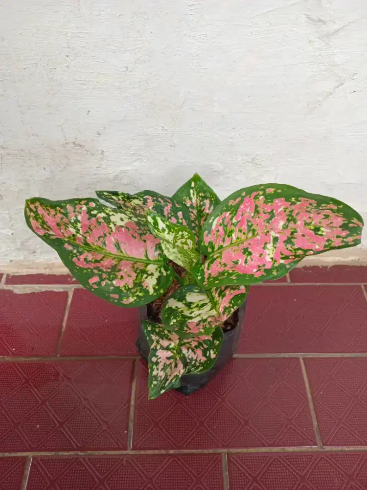 Tanaman Hias Aglonema Tricolour