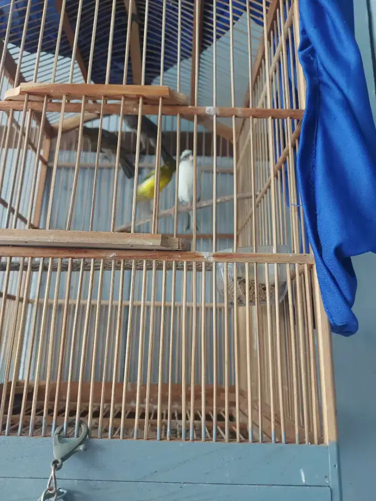 Burung kenari borongan