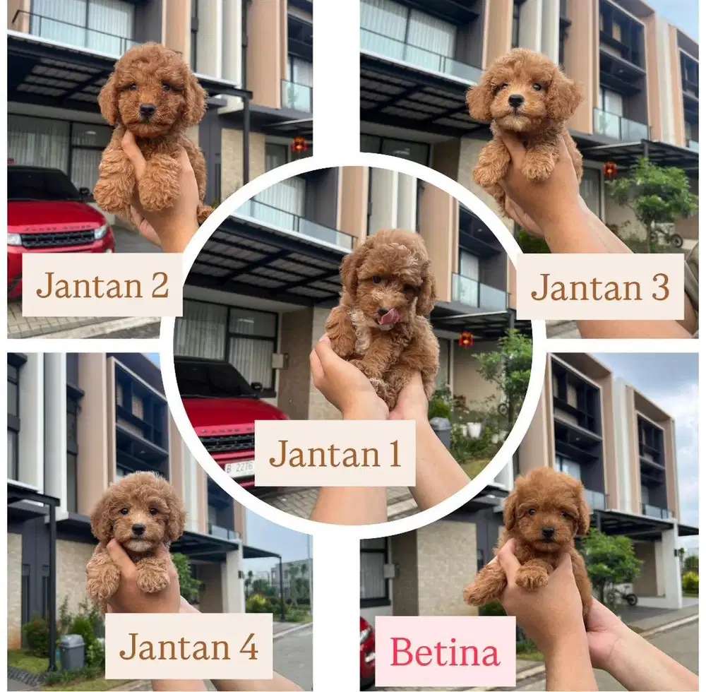 Toy Poodle Stambum Microchip Vaksin