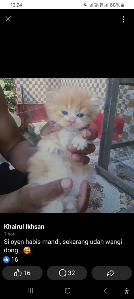 Kitten Kucing Munchkin